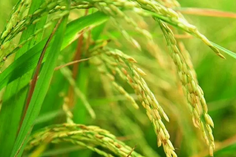 糧食重金屬檢測儀多少錢一臺？